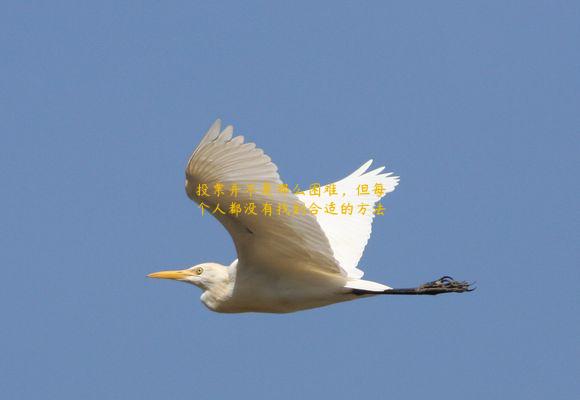 投票并不是那么困难，但每个人都没有找到合适的方法